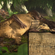 Rendering of a reclining Psittacosaurus, with insert showing the umbilical scar.